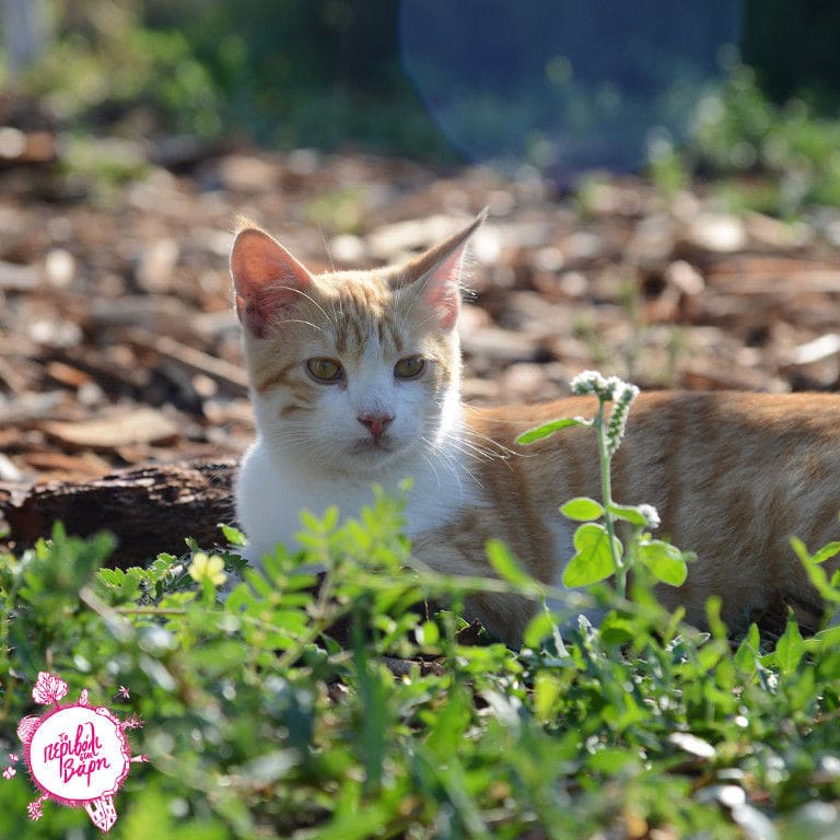 white and bey cat sitting on the high green grass and watching at the canera around 'The Orchard in Vari'